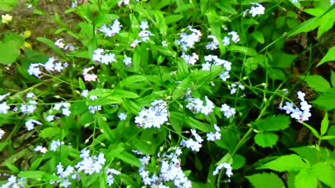 Blue-eyed grasses