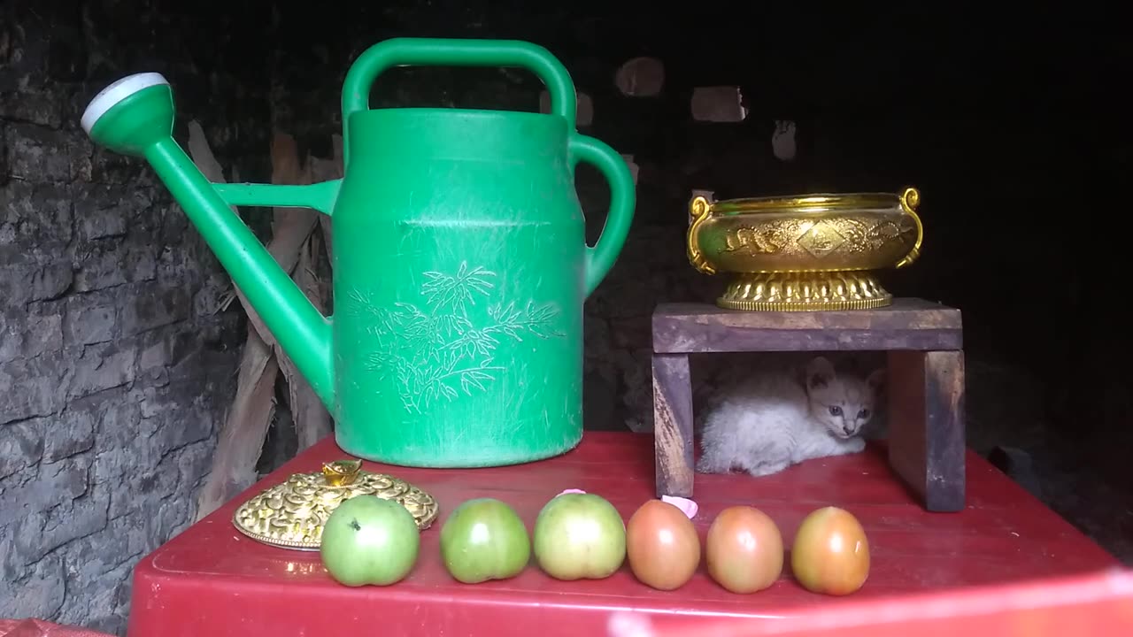 kitten cute ever