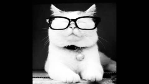 Gif video of cat with glasses