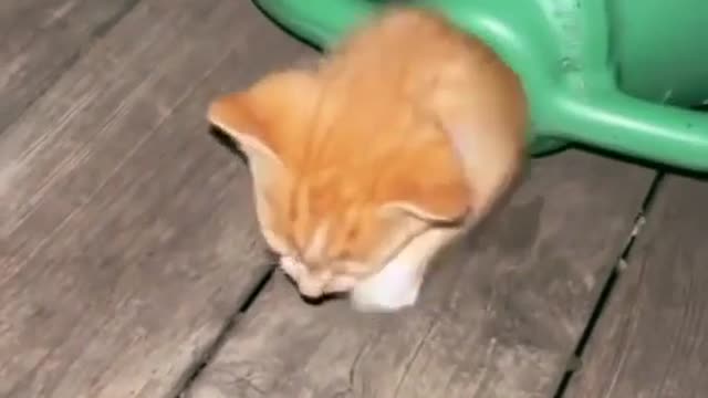 Brave kitties hidden in the water can