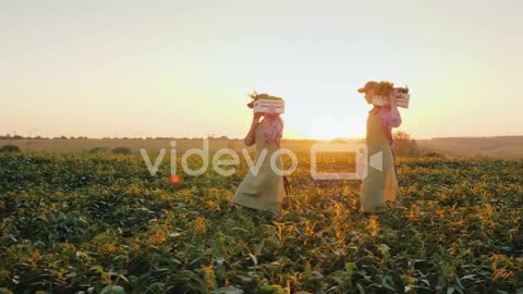 A Family Of Farmers Carries Boxes With Vegetables Across The Field Organic Farming And Healthy Eatin