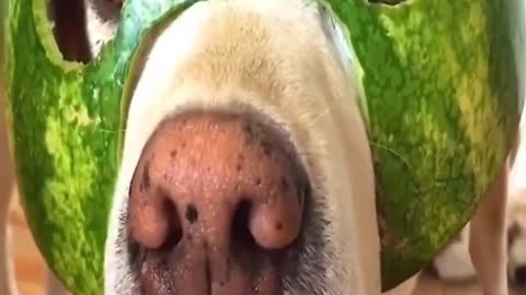 Funny animals - Funny cats / dogs - Funny animal videos 5