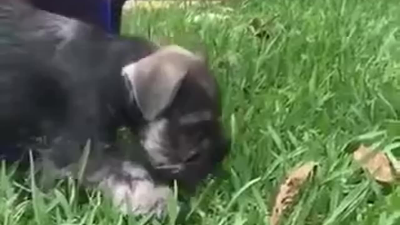 Best cute dogs compilation funny try no to laugh 2020