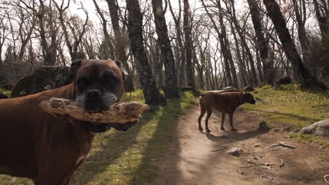 Dog enjoy nature