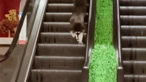 viral funny animals videos