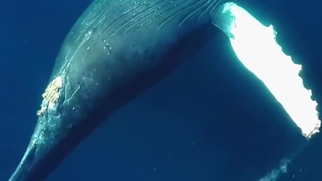 The whale that was a ballerina!