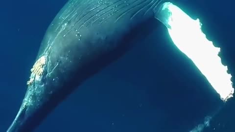 The whale that was a ballerina!