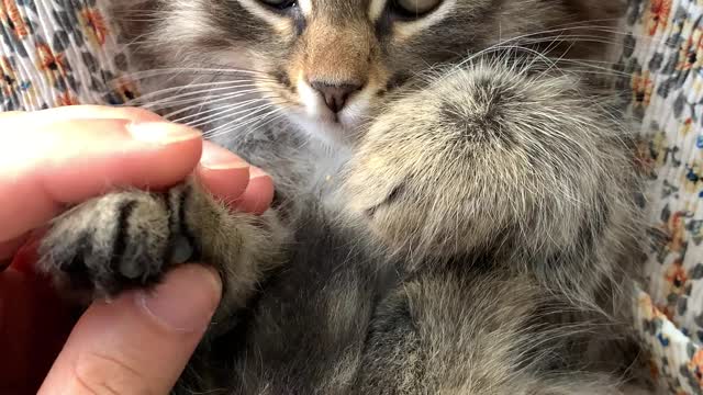CUTE CAT