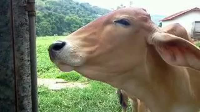 Bambina, the mango-eating cow Bambina, a vaca que come manga