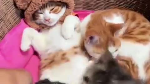 Funny cute cat