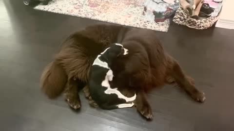 Cavalier Spaniel fearlessly tries to snuggle with giant Newfoundland dog