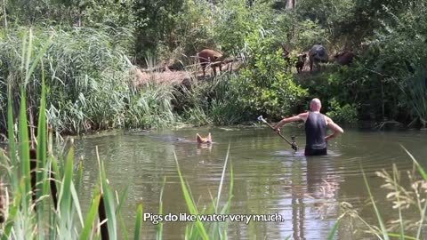 Cameraman loses control of swimming pig!