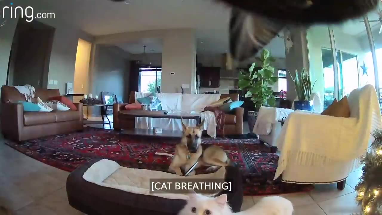Dog Is Busted Chewing on things around the home