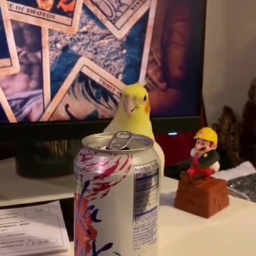 A nice parrot plays with me 😂😅🤣 #shorts