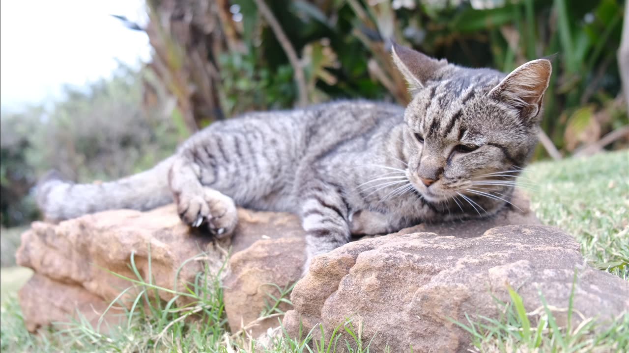 Lovely Cats are in Different different colors.