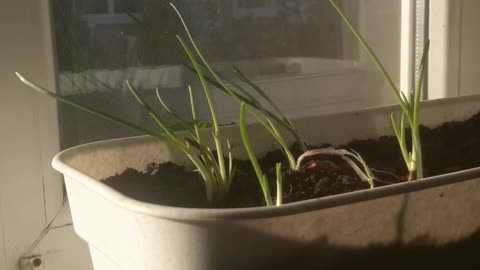 Planted green onions