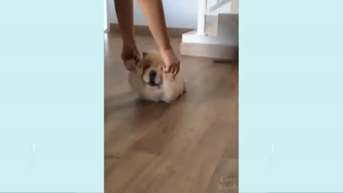Mini Cute Dogs Funniest dogs videos (Enjoying with dogs).