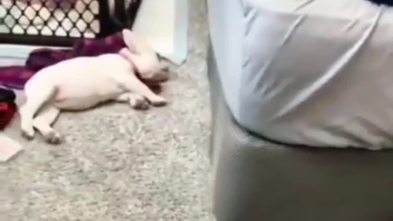 Funny 😁 animals