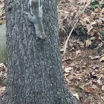 Squirrel got a nut