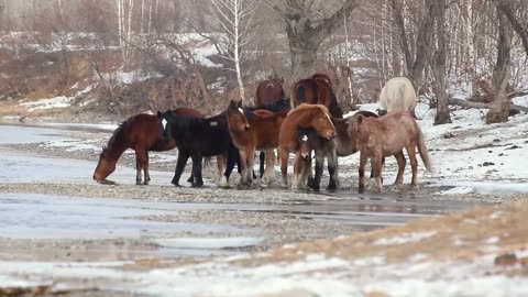 Horses in the wild