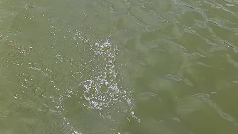 Small bluegill