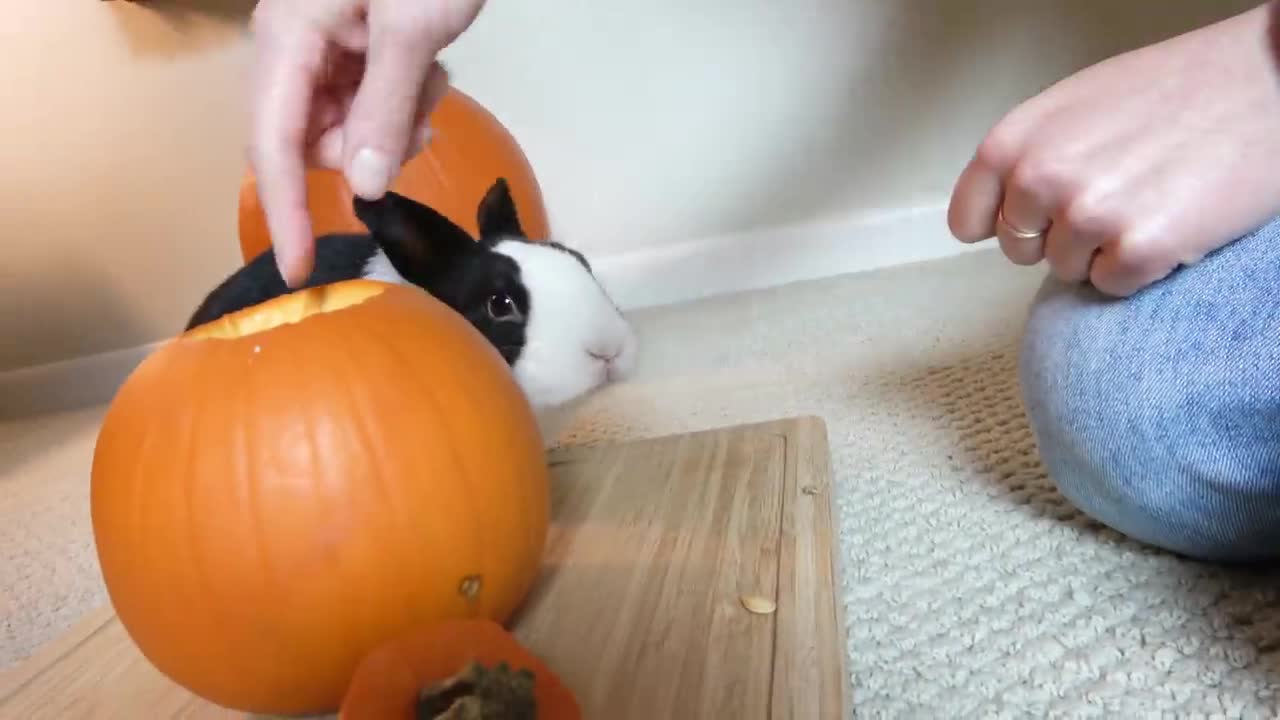 Tiny pet bunny rabbit tries eating pumpkin