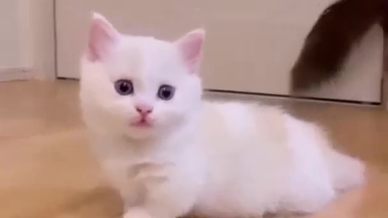 Cute kitten