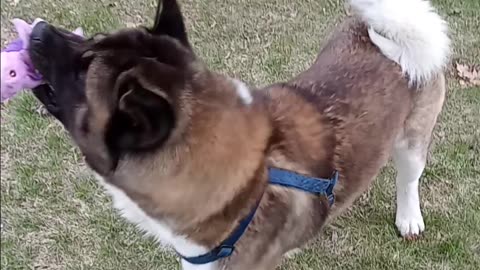 Akita enjoys toys