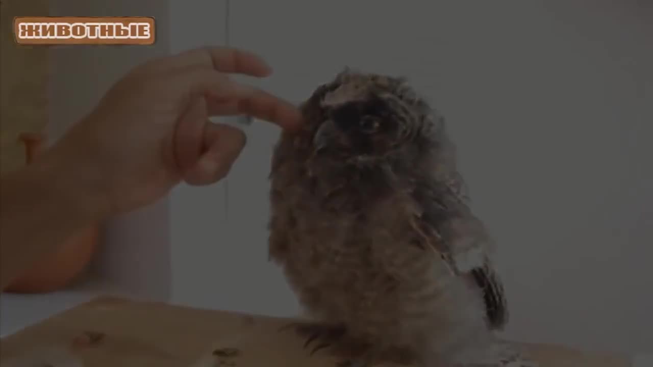 Funny and cute owls !!