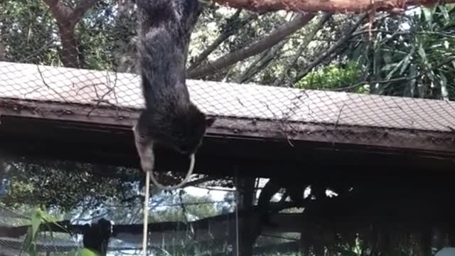 What's this little guy doing, working out?