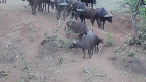 African buffalo