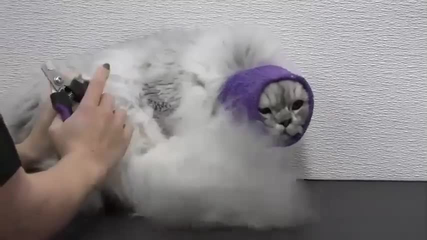 Are cats or dogs easier to groom Gorgeous HimalayanPersian