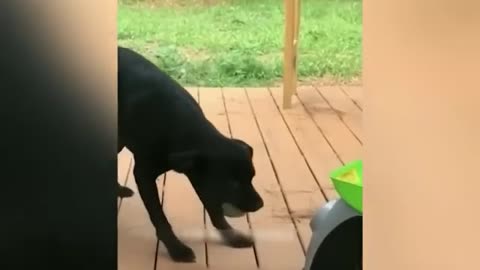 Animals funny videos