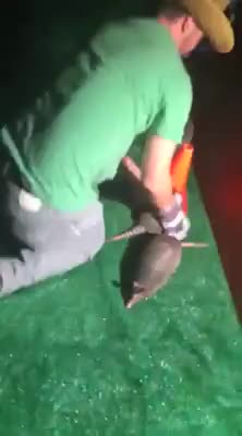 Armadillo Racing