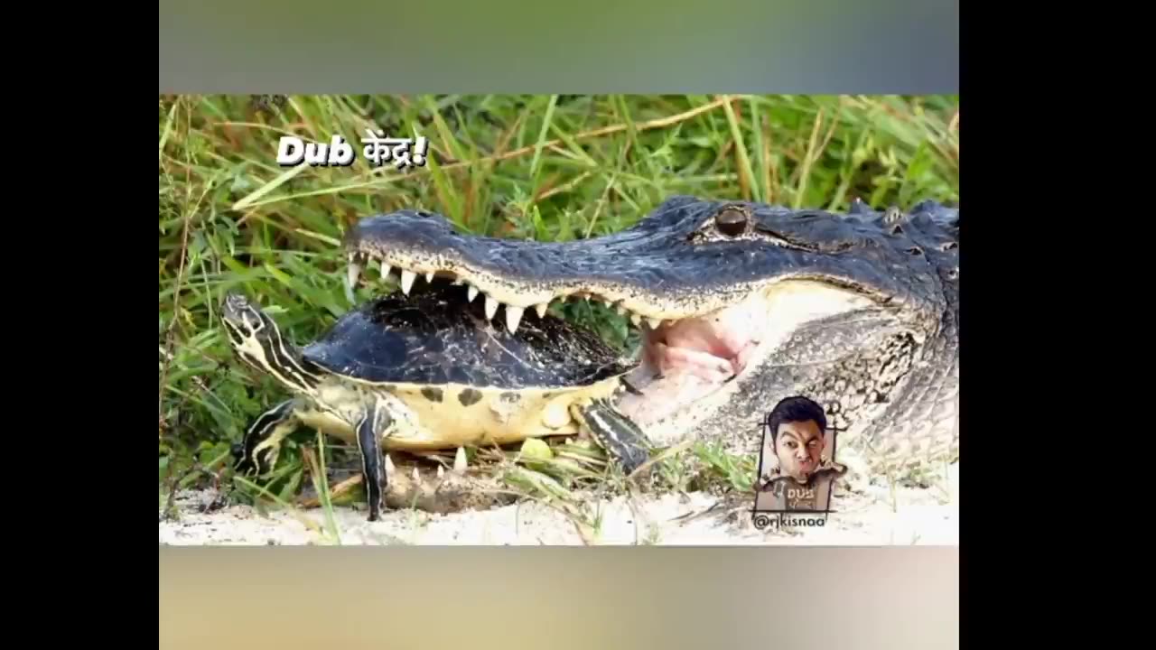 lolodile 🐊 funny dub video 😂 _ lolodile sewa _ crocodile funny video