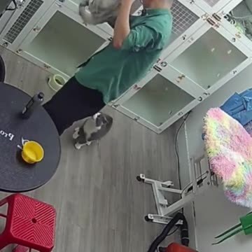 A Collection of Cute and Funny Cat Videos #1