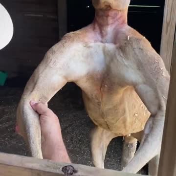 The kangaroos in Texas are bigger and meaner#kangaroo #animals .