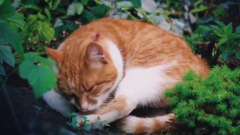 Cats beauty 😍