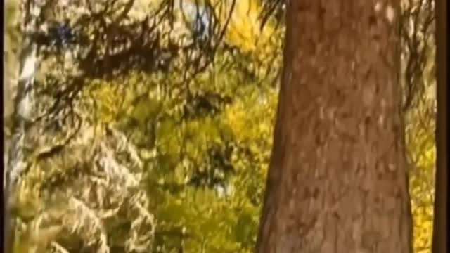 Trees caught on camera walking