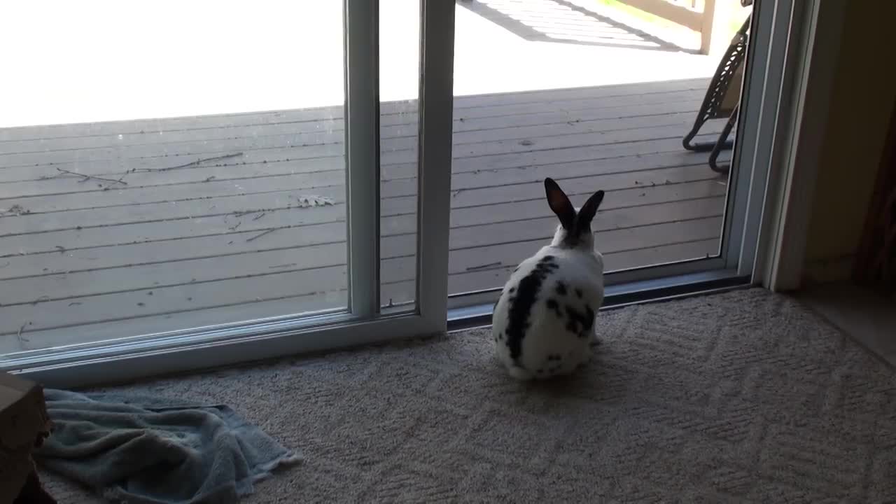 Wild rabbits want to come in!
