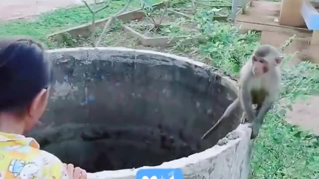 Marie tries to save the kitten and the monkey from the well