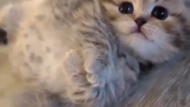 The Most Beloved Cute Pet Products, According to Reviewers