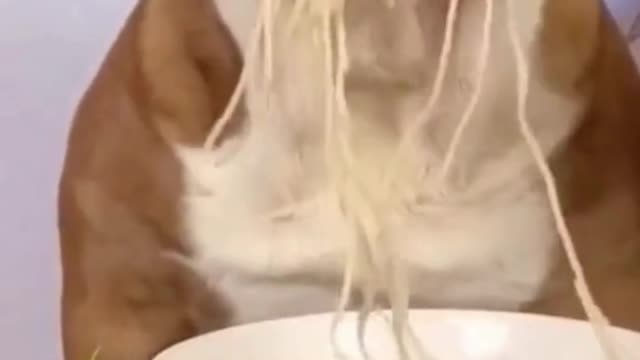 develops your dogs hidden intelligence
