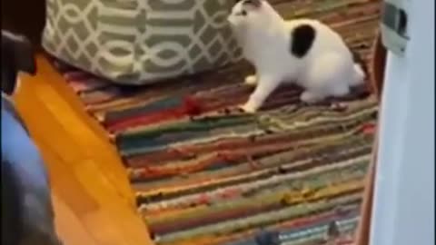 Animals funny funny video 🤣🤣 #funny #funnyvideo #rumble