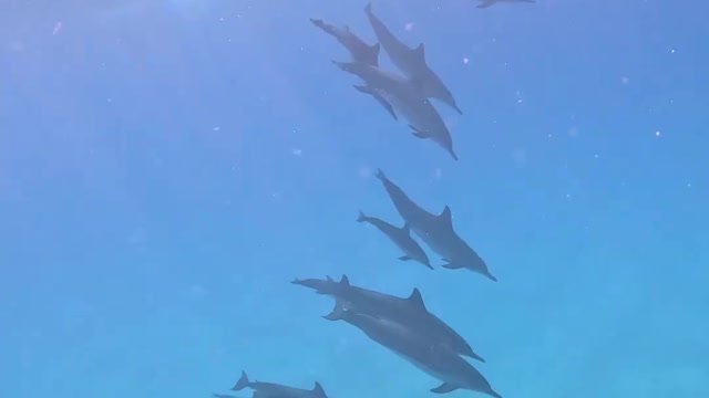 unexpectedly ran into a dolphin