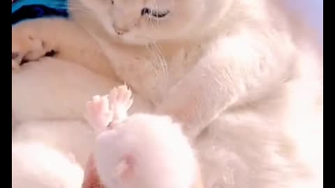 Funny cat video