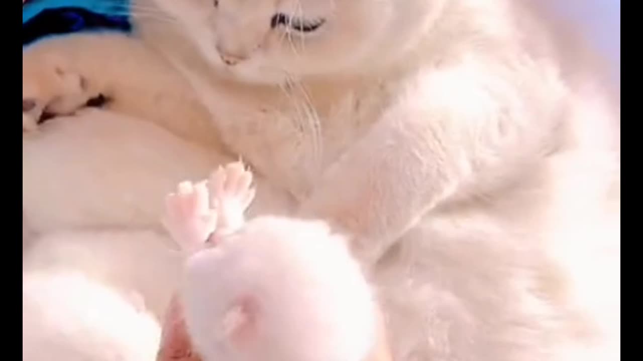 Funny cat video