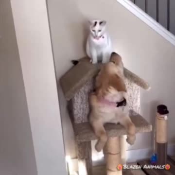 My New Dog House! 😂😂🤣