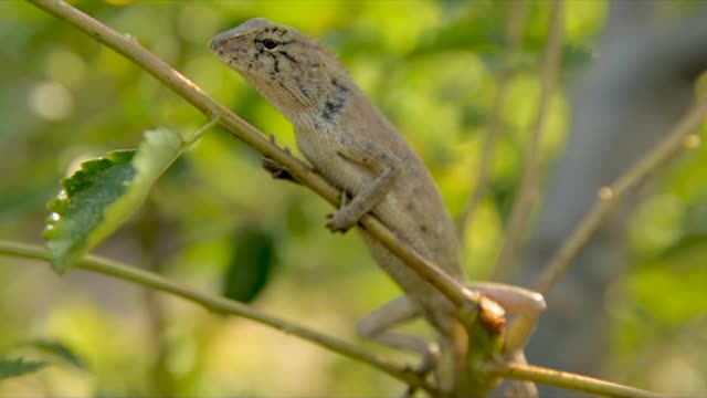 Beautiful Water Lizert In A Tree
