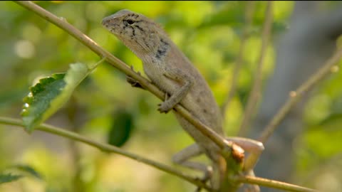 Beautiful Water Lizert In A Tree
